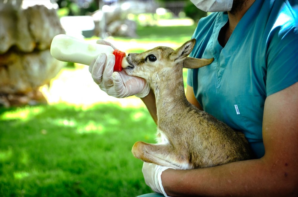 Polisin Durdurduğu Otomobilde Bulunan Yavru Ceylanlara Bebek Gibi Bakılıyor