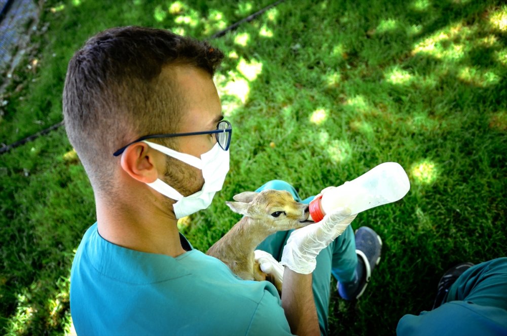 Polisin Durdurduğu Otomobilde Bulunan Yavru Ceylanlara Bebek Gibi Bakılıyor