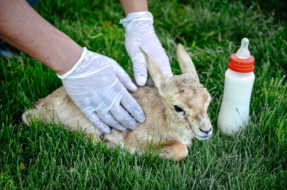 Polisin Durdurduğu Otomobilde Bulunan Yavru Ceylanlara Bebek Gibi Bakılıyor