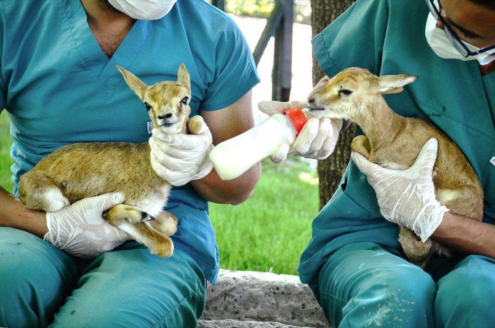 Polisin Durdurduğu Otomobilde Bulunan Yavru Ceylanlara Bebek Gibi Bakılıyor