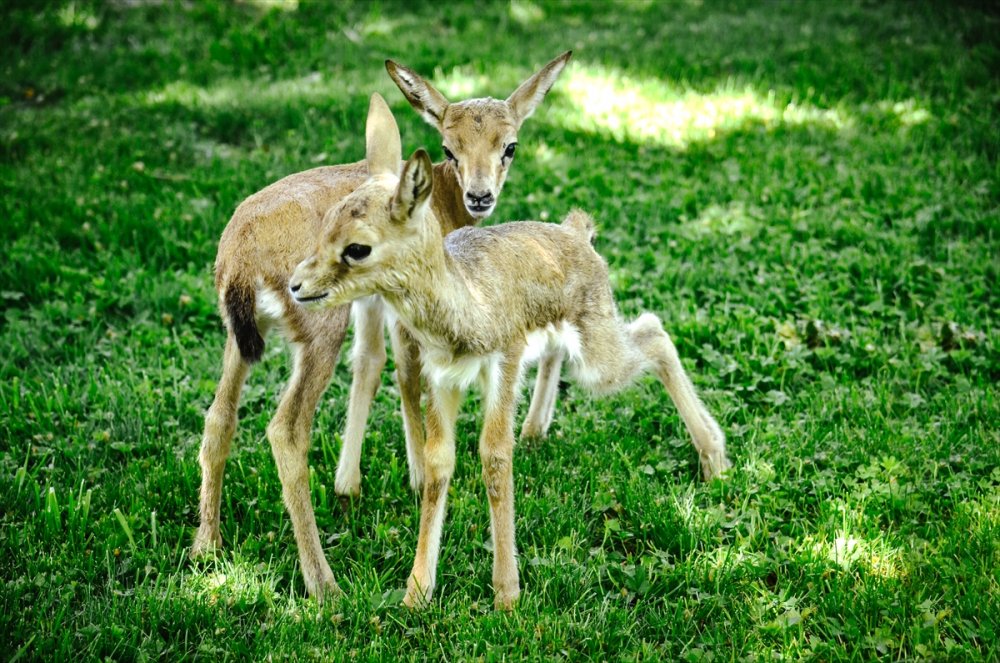 Polisin Durdurduğu Otomobilde Bulunan Yavru Ceylanlara Bebek Gibi Bakılıyor