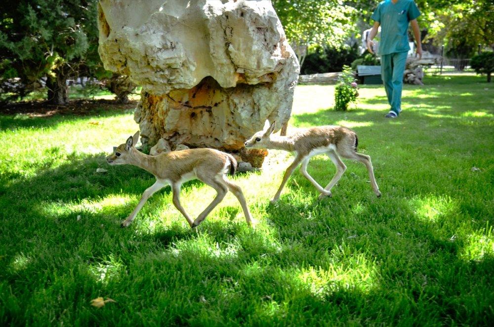 Polisin Durdurduğu Otomobilde Bulunan Yavru Ceylanlara Bebek Gibi Bakılıyor