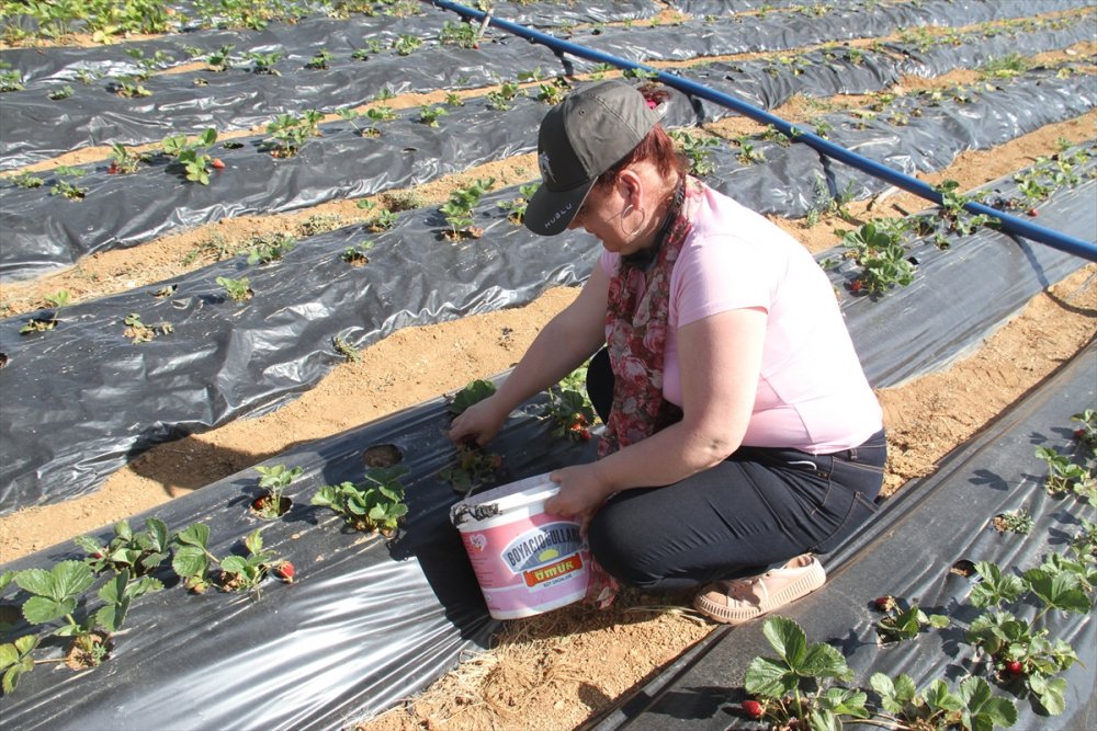 Konya'da Yetişen "hüyük Çileği" Coğrafi İşaretle Tescillendi