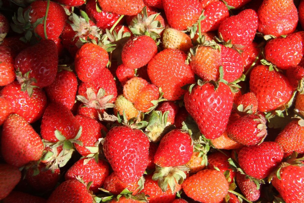 Konya'da Yetişen "hüyük Çileği" Coğrafi İşaretle Tescillendi