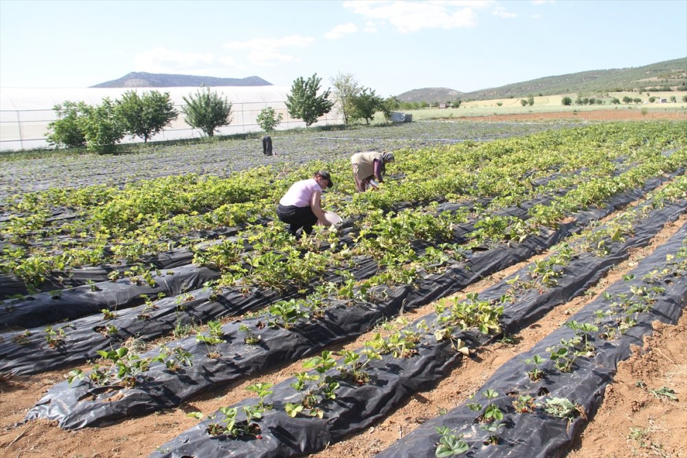 Konya'da Yetişen "hüyük Çileği" Coğrafi İşaretle Tescillendi
