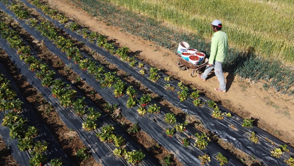 Konya'da Yetişen "hüyük Çileği" Coğrafi İşaretle Tescillendi