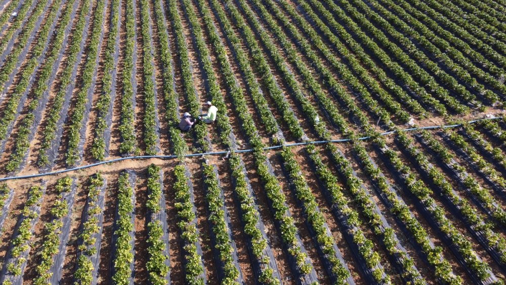 Konya'da Yetişen "hüyük Çileği" Coğrafi İşaretle Tescillendi