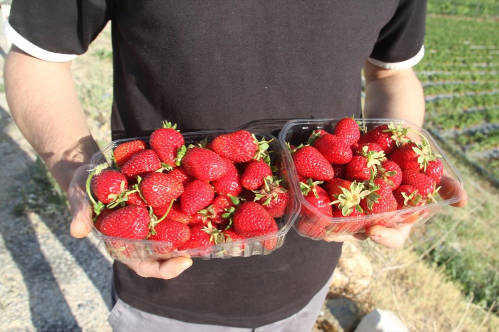 Konya'da Yetişen "hüyük Çileği" Coğrafi İşaretle Tescillendi