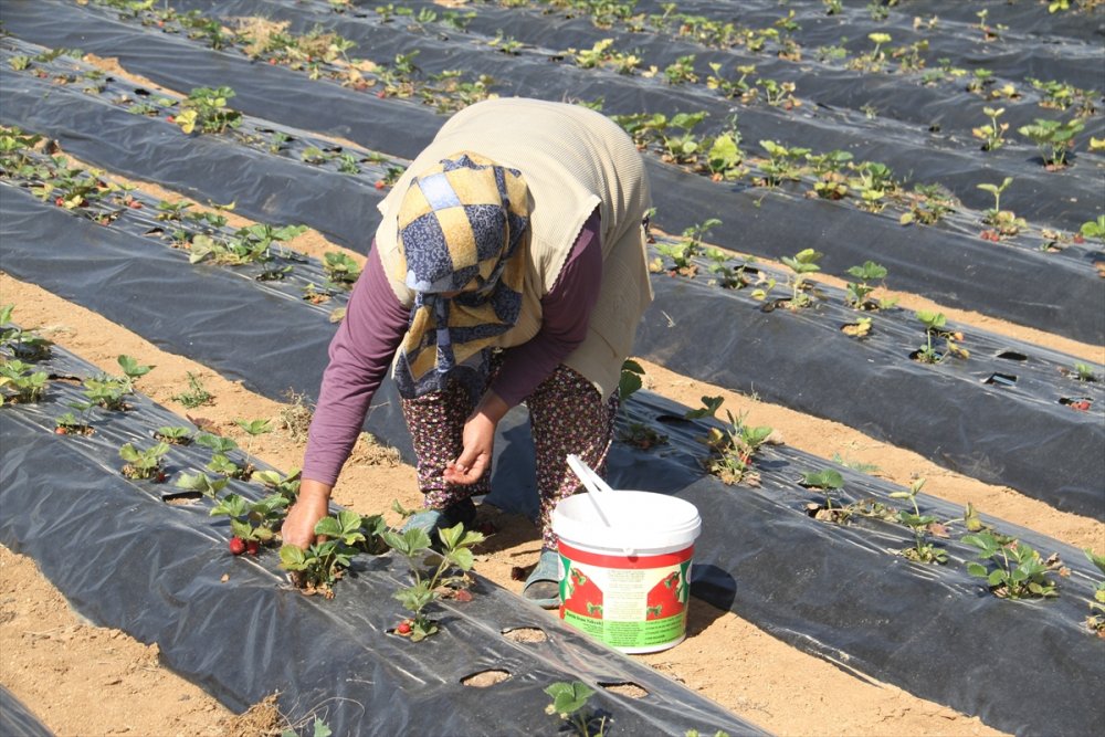 Konya'da Yetişen "hüyük Çileği" Coğrafi İşaretle Tescillendi