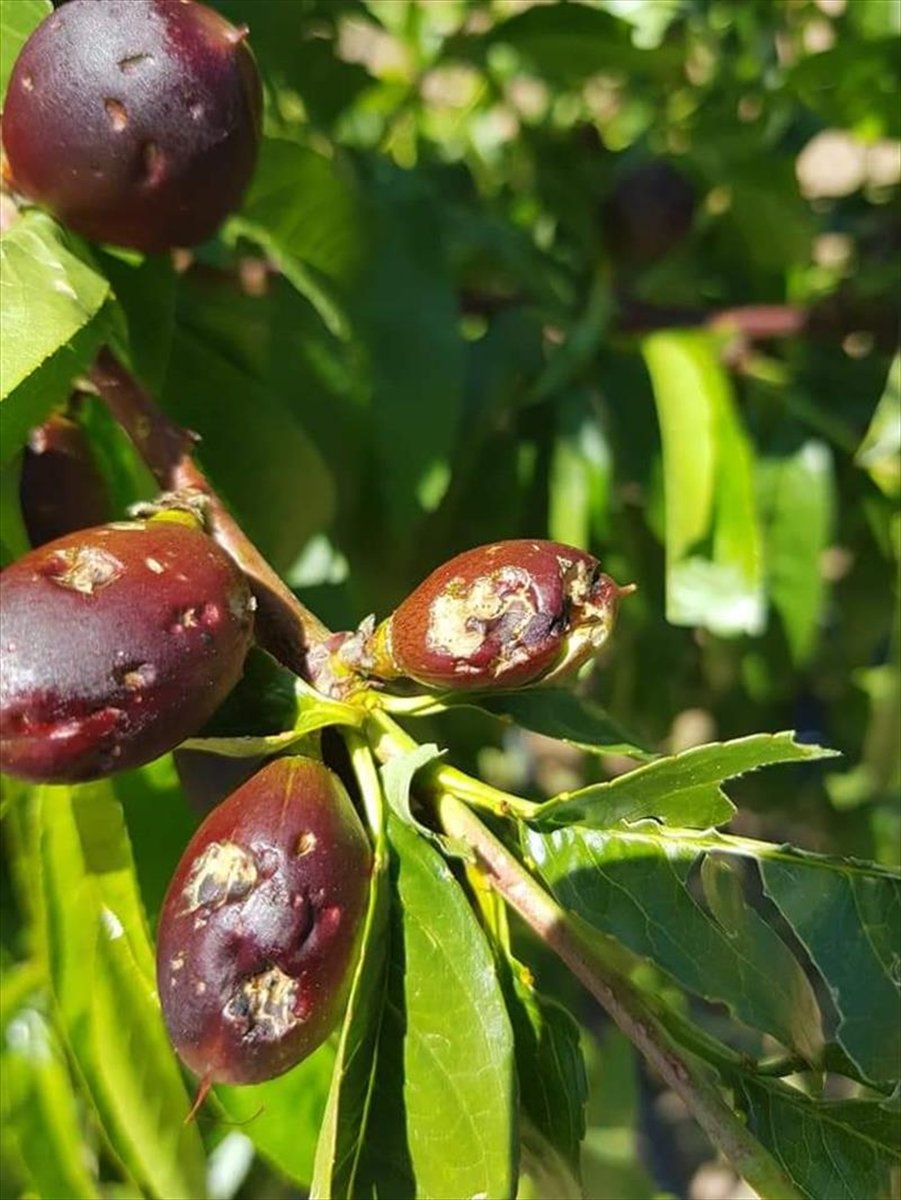 Mersin'de Dolunun Zarar Verdiği Tarım Arazilerinde Hasar Tespiti Yapılıyor