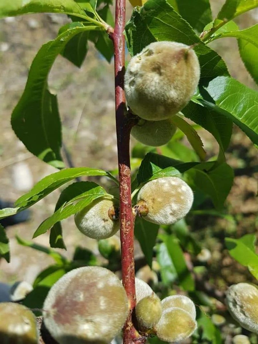 Mersin'de Dolunun Zarar Verdiği Tarım Arazilerinde Hasar Tespiti Yapılıyor