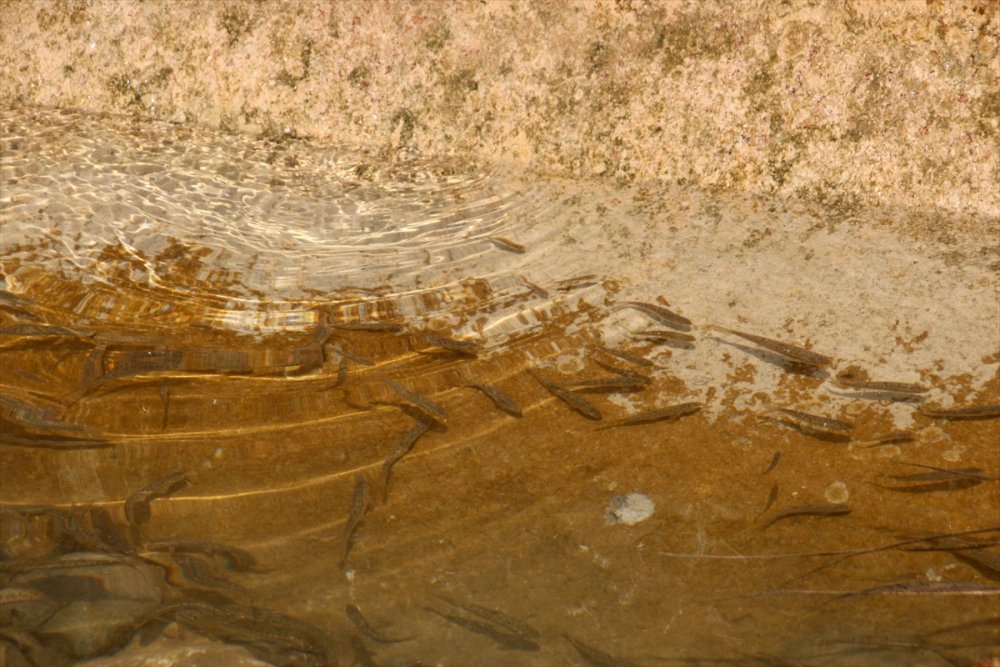 Erdemli'de Balıkların Telef Olduğu Dereye Su Takviyesi Yapıldı