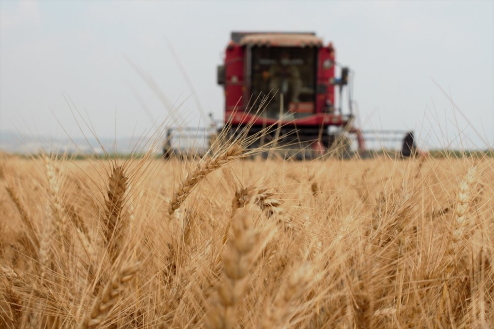 Mersin'de Yerli Buğday Tohumlarının Hasadı Yapıldı