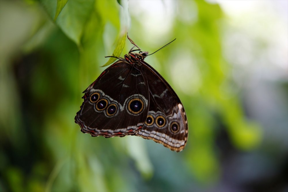 Konya Tropikal Kelebek Bahçesi Kapılarını Ziyaretçilere Açtı