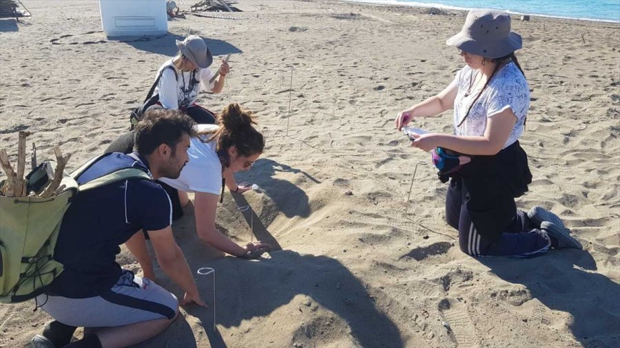 Caretta Carettaların Yuvalama Döneminde İşletmecilere "ışık" Ve "şezlong" Uyarısı