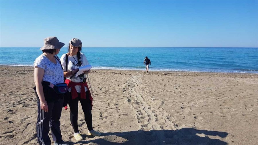 Caretta Carettaların Yuvalama Döneminde İşletmecilere "ışık" Ve "şezlong" Uyarısı