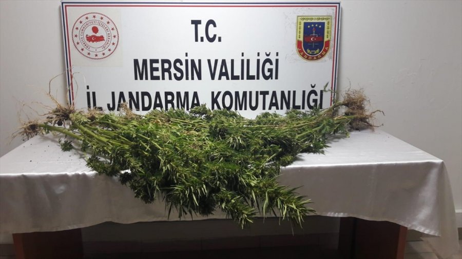 Mersin'de Uyuşturucu Operasyonunda 5 Şüpheli Yakalandı