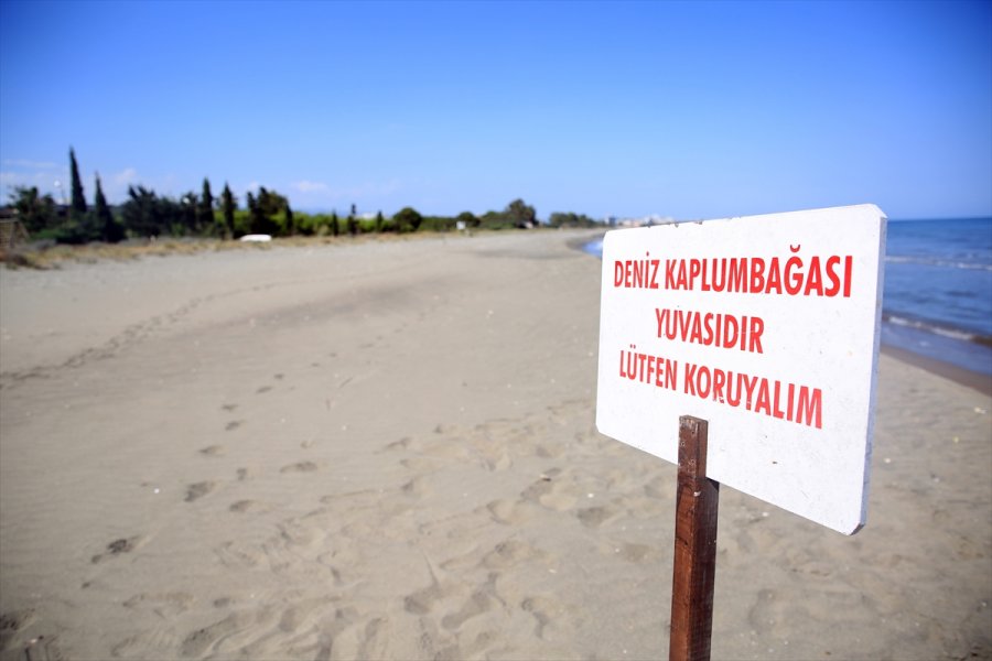 Doğu Akdeniz Sahilleri Anaç Deniz Kaplumbağaları İçin Hazırlandı