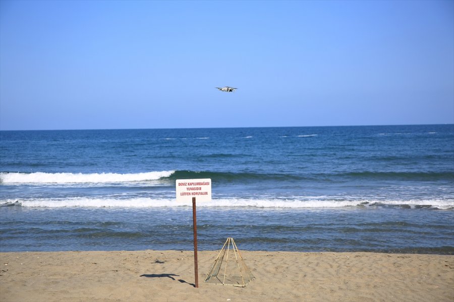 Doğu Akdeniz Sahilleri Anaç Deniz Kaplumbağaları İçin Hazırlandı