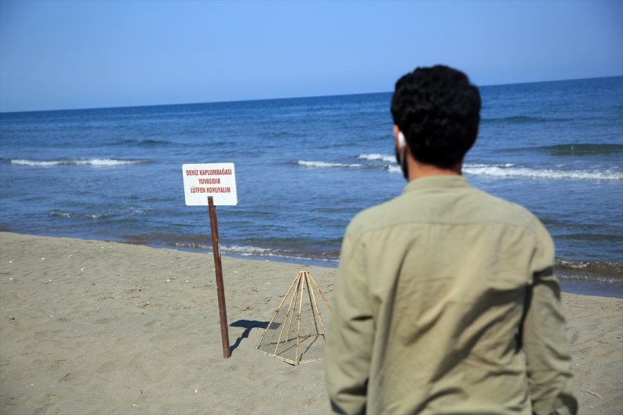 Doğu Akdeniz Sahilleri Anaç Deniz Kaplumbağaları İçin Hazırlandı