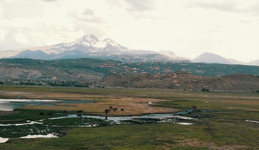 Kayseri'de Flamingolar Hürmetçi Sazlığı'na Renk Kattı