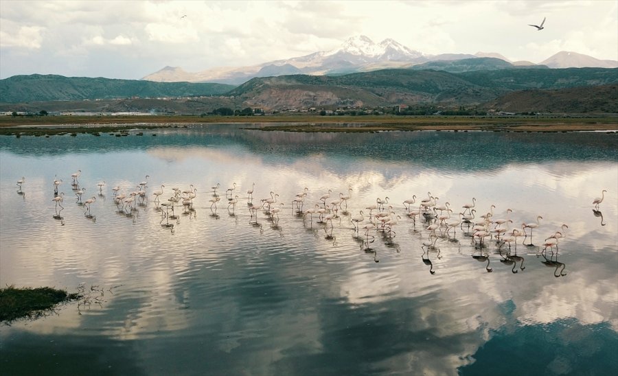 Kayseri'de Flamingolar Hürmetçi Sazlığı'na Renk Kattı