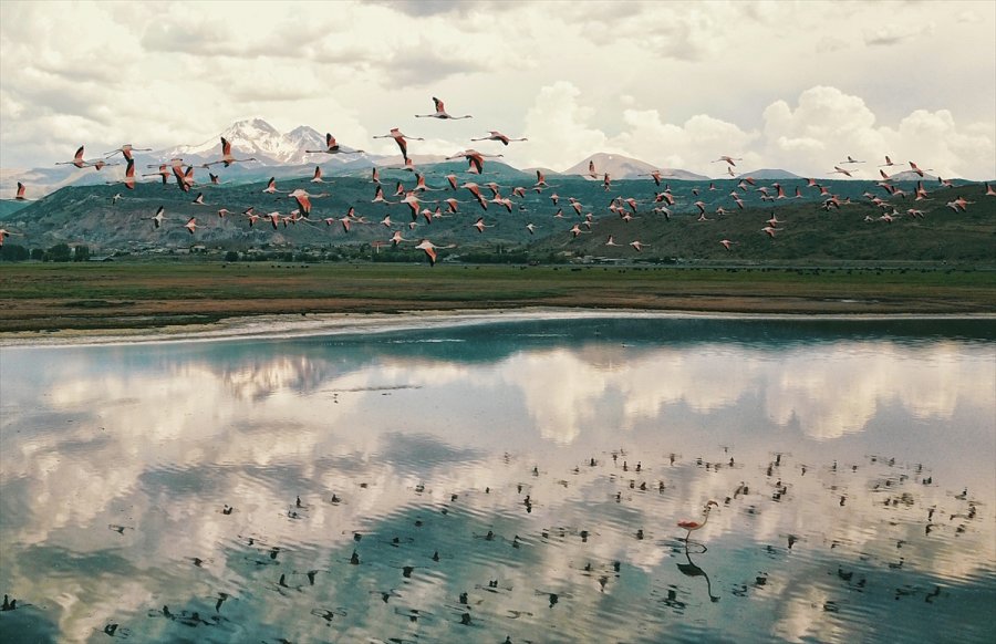 Kayseri'de Flamingolar Hürmetçi Sazlığı'na Renk Kattı