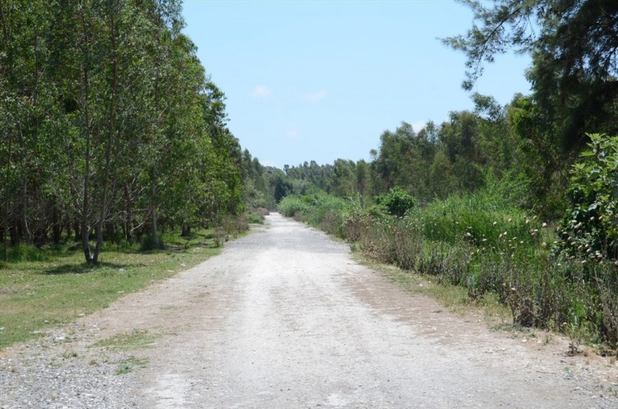 Mersin'deki Okaliptüs Ormanına Ekoturizm Parkuru Yapılıyor