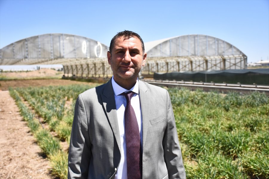 Üretimden İhracata Tarım - Kuraklığa Dayanıklı Tahıllar Çiftçinin Yüzünü Güldürüyor