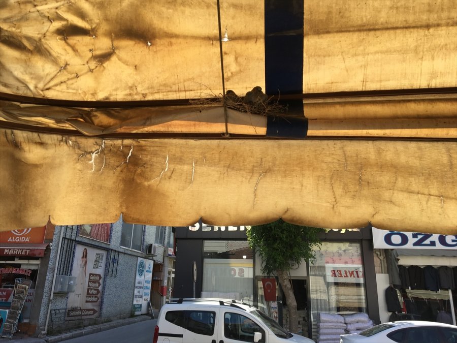 İş Yerinin Tentesine Yuva Yapan Kumru Ve İki Yavrusuna Esnaftan Hassasiyet