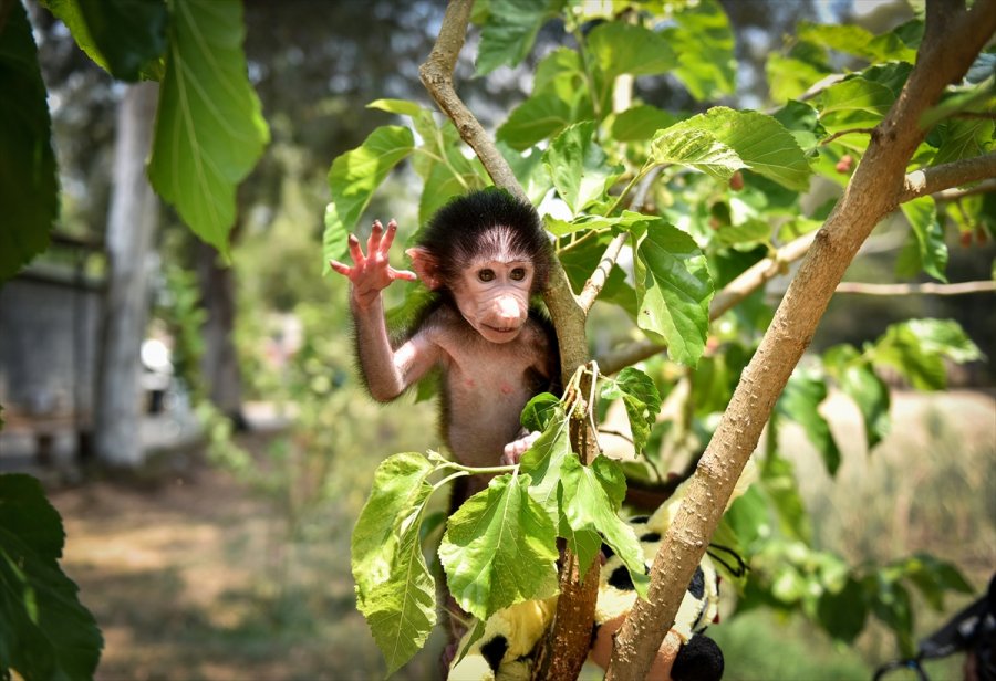 Annesi Kabullenmeyince Kuvözde Büyütülen Yavru Maymun "nisan", Doğal Ortamına Alıştırılıyor