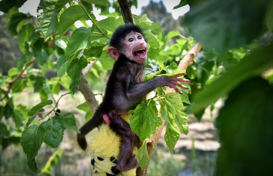Annesi Kabullenmeyince Kuvözde Büyütülen Yavru Maymun "nisan", Doğal Ortamına Alıştırılıyor