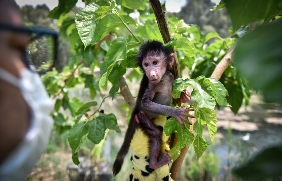 Annesi Kabullenmeyince Kuvözde Büyütülen Yavru Maymun "nisan", Doğal Ortamına Alıştırılıyor