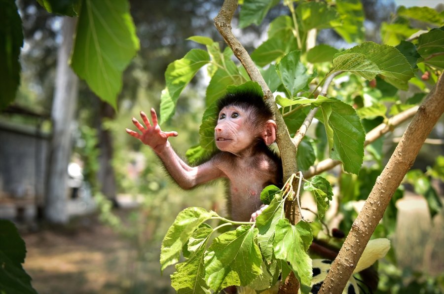 Annesi Kabullenmeyince Kuvözde Büyütülen Yavru Maymun "nisan", Doğal Ortamına Alıştırılıyor