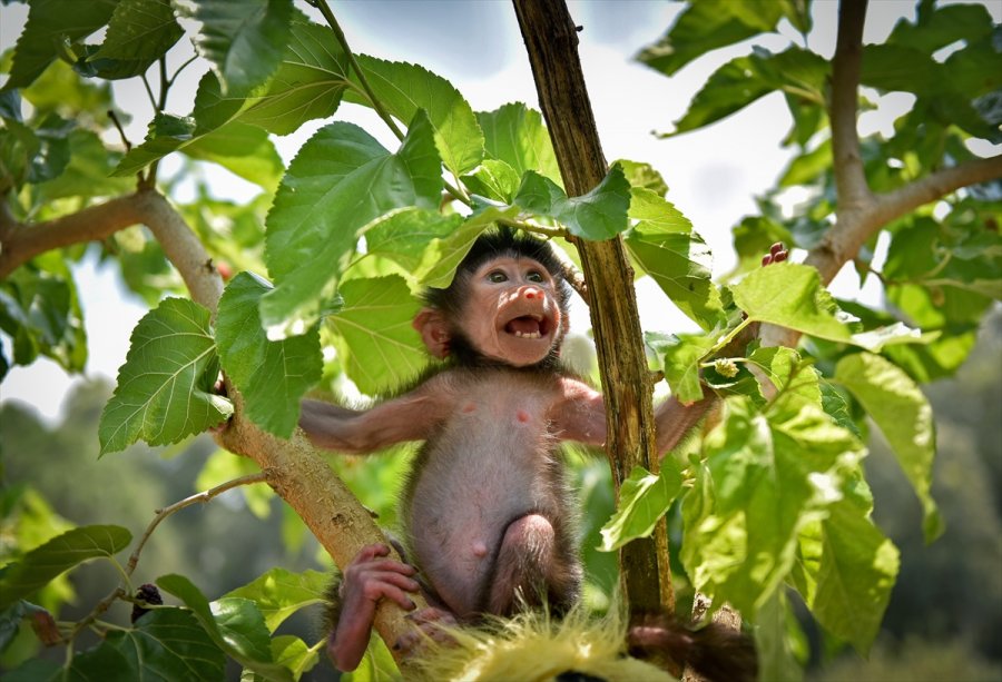 Annesi Kabullenmeyince Kuvözde Büyütülen Yavru Maymun "nisan", Doğal Ortamına Alıştırılıyor