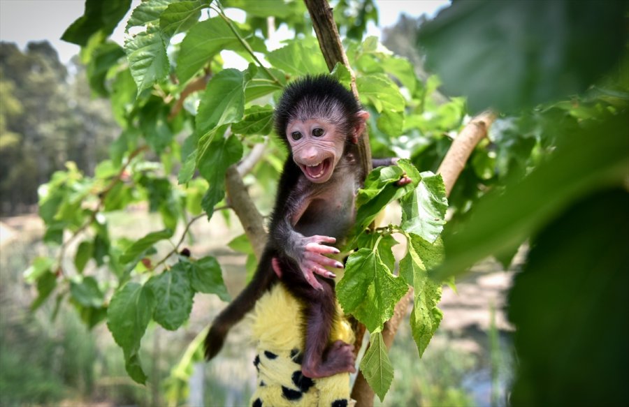 Annesi Kabullenmeyince Kuvözde Büyütülen Yavru Maymun "nisan", Doğal Ortamına Alıştırılıyor