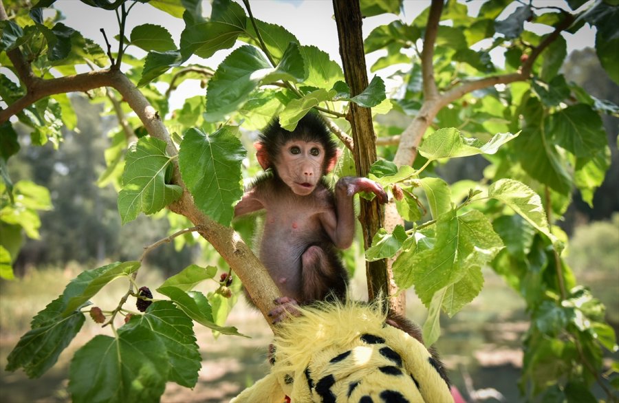Annesi Kabullenmeyince Kuvözde Büyütülen Yavru Maymun "nisan", Doğal Ortamına Alıştırılıyor
