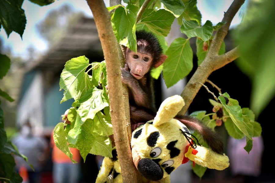 Annesi Kabullenmeyince Kuvözde Büyütülen Yavru Maymun "nisan", Doğal Ortamına Alıştırılıyor