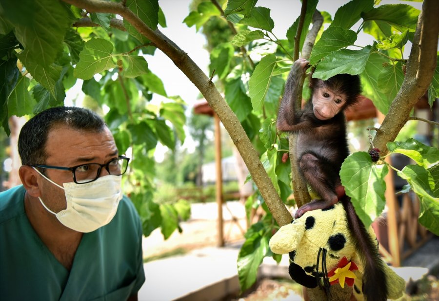 Annesi Kabullenmeyince Kuvözde Büyütülen Yavru Maymun "nisan", Doğal Ortamına Alıştırılıyor