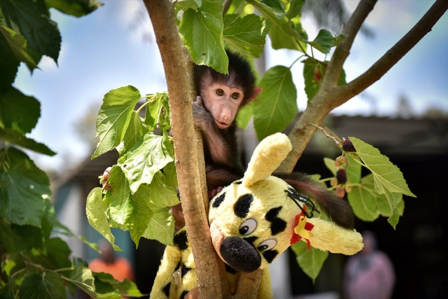Annesi Kabullenmeyince Kuvözde Büyütülen Yavru Maymun "nisan", Doğal Ortamına Alıştırılıyor