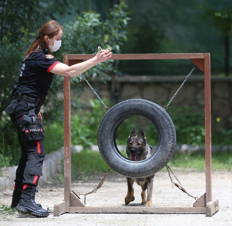 Eskişehir Emniyetinin Özel Köpeklerini Anne Şefkatiyle Eğitiyorlar