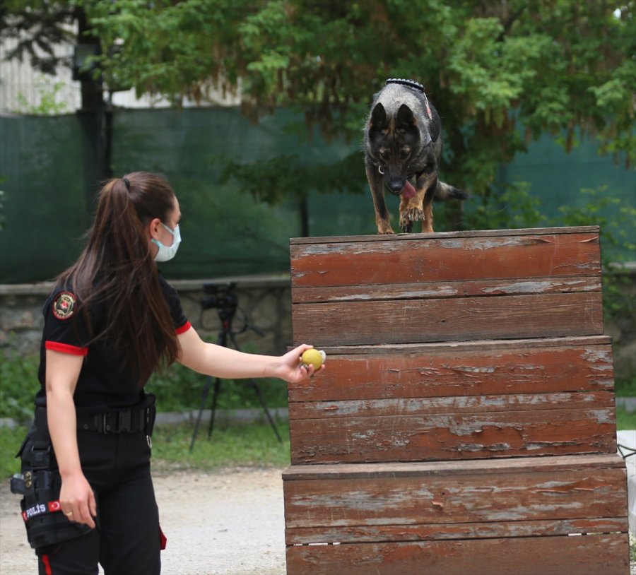 Eskişehir Emniyetinin Özel Köpeklerini Anne Şefkatiyle Eğitiyorlar