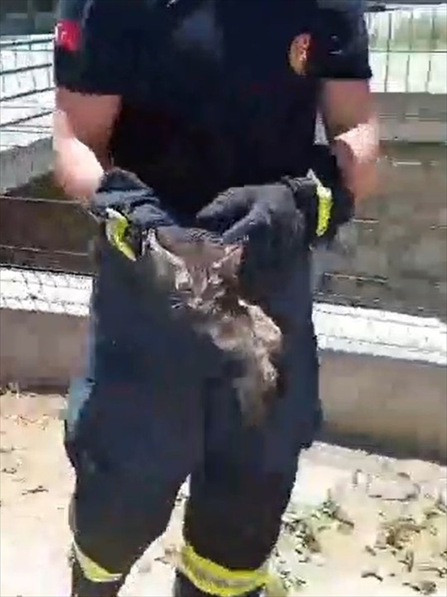 Serik'te Su Kanalına Düşen Kediyi İtfaiye Kurtardı