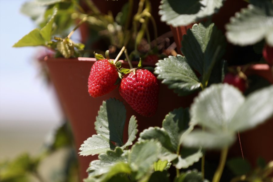 Girişimci Çift "kule Saksı" Yöntemiyle Daha Az Su Kullanarak Çilek Üretimini Artırdı