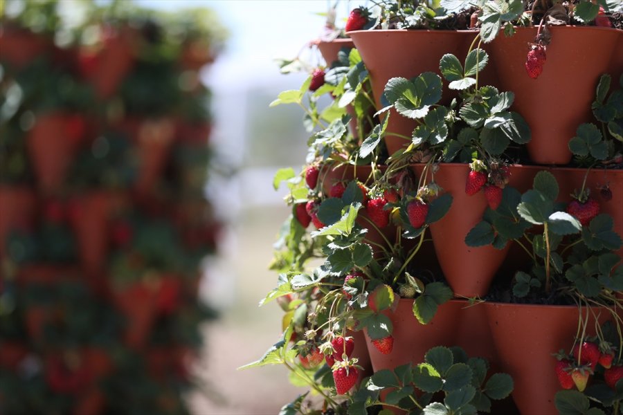 Girişimci Çift "kule Saksı" Yöntemiyle Daha Az Su Kullanarak Çilek Üretimini Artırdı