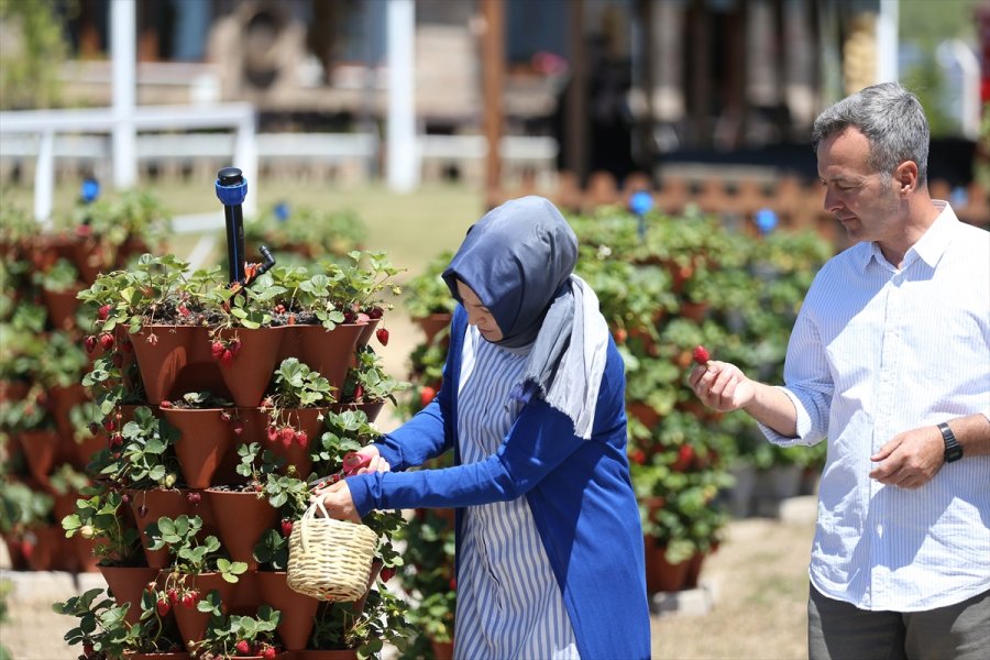 Girişimci Çift "kule Saksı" Yöntemiyle Daha Az Su Kullanarak Çilek Üretimini Artırdı