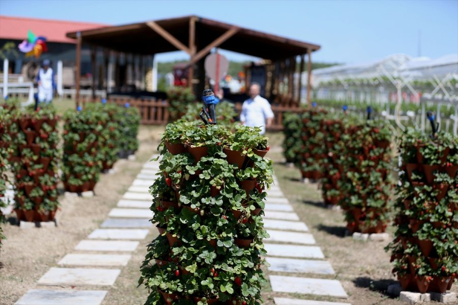 Girişimci Çift "kule Saksı" Yöntemiyle Daha Az Su Kullanarak Çilek Üretimini Artırdı