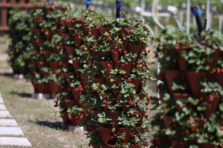 Girişimci Çift "kule Saksı" Yöntemiyle Daha Az Su Kullanarak Çilek Üretimini Artırdı
