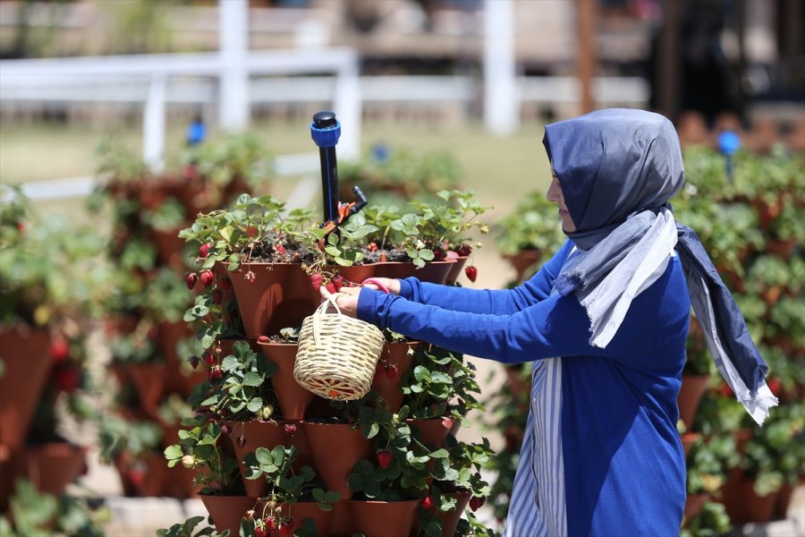 Girişimci Çift "kule Saksı" Yöntemiyle Daha Az Su Kullanarak Çilek Üretimini Artırdı
