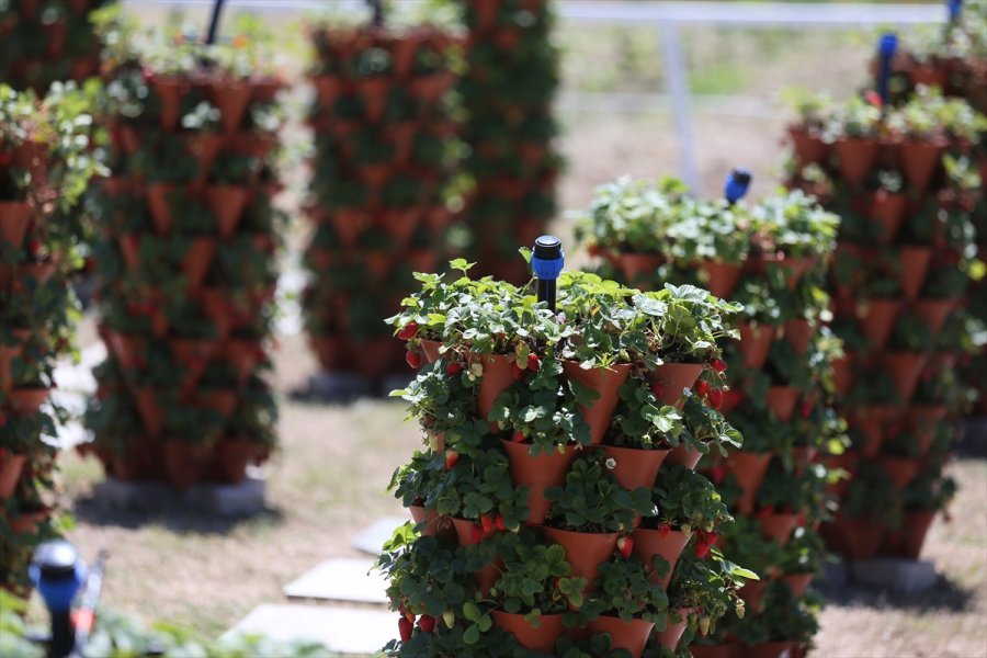 Girişimci Çift "kule Saksı" Yöntemiyle Daha Az Su Kullanarak Çilek Üretimini Artırdı
